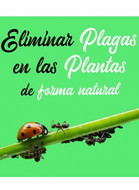 Modos de eliminar plagas de las plantas de forma natural