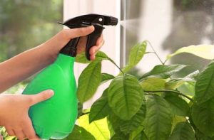 plagas spray plantas