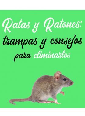 Ratas y ratones: Trampas y consejos para eliminarlos