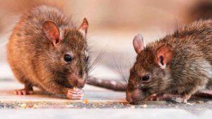 ratas y ratones eliminarlos